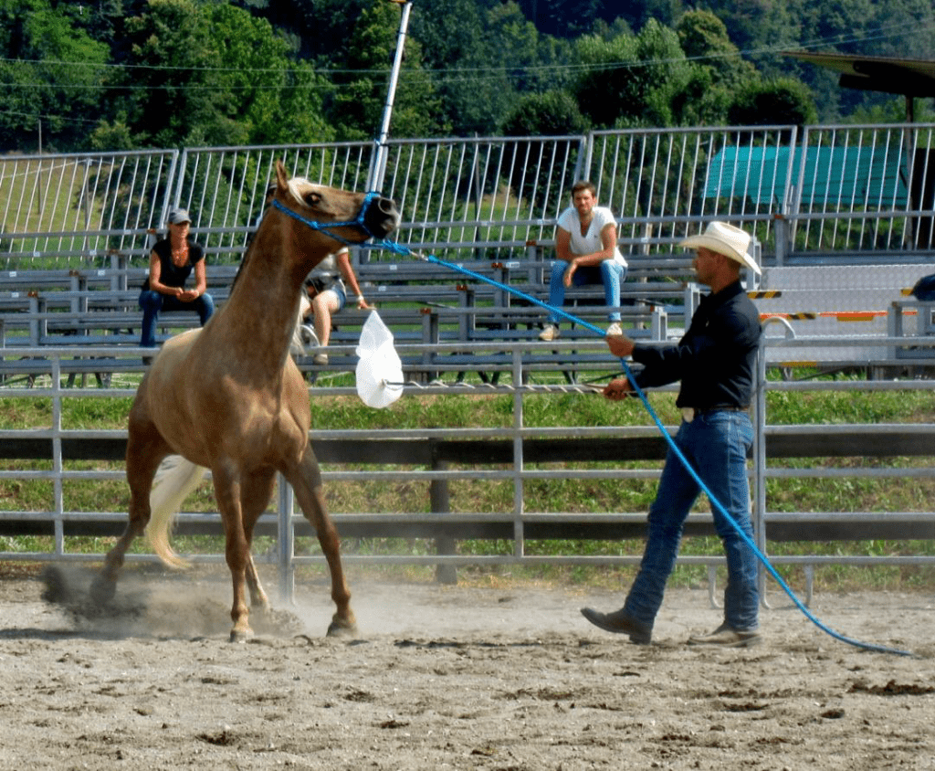 Capezza d'addestramento ATH – AmedeoTrainingHorses